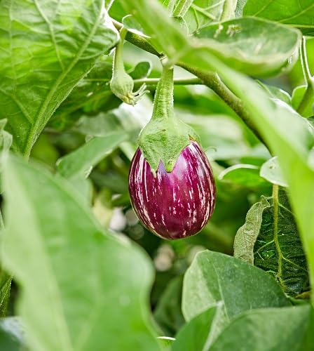 100 piezas de semillas de berenjena violeta