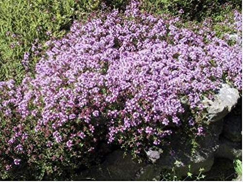 Thyme - Purple Creeping - 500 Seeds