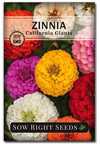 Sow Right Seeds - California Giants Mix Zinnia Seeds for Planting - Non-GMO Heirloom Packet to Grow Your Flower Garden - Attract Bees and Butterflies - Great to Cut and Come Again - Summer Annual (1)