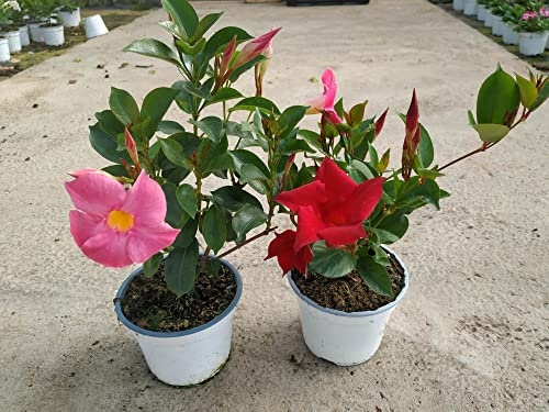 Dipladenia - Pack 2 Plantas - Mandevilla o Mandevila - Plantas Trepadoras con Flores