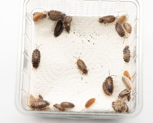 Assel Mix groß | Lebendfutter Terrarium | Futtertiere lebend Aquarium | Bodenpolizei | Für Fische Krebse & Terrarientiere | Größe: 6-10mm | 20 Stück