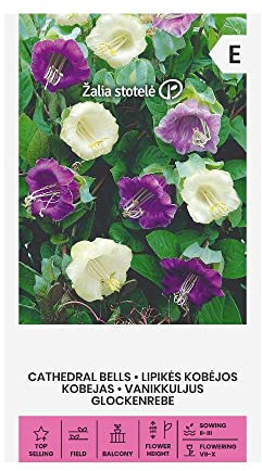 Zalia stotele | Semillas de Kalanchoe pinnata | Semillas de flores | Semillas de plantas | Semillas de jardín | 1 paquete
