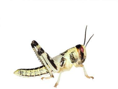 Feeders & More - Heuschrecken - Wüstenheuschrecken MITTEL - 100 Stück - Lebendfutter Insekten Wuestenheuschrecken - Futter für Reptilien, Bartagamen und Amphibien - Futterinsekten & Haustierfutter