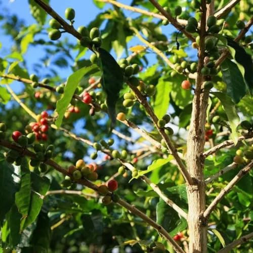 8 pcs kaffeepflanze kaufen samen, bonsai baum, zimmerpflanzen kaffee samen zum pflanzen (Coffea arabica) blumen samen mehrjährige, kübelpflanzen blumensamen gastgeschenk, samen balkonblumen,
