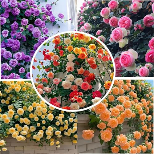 kletterrosen Samen Blumen Winterhart Duftend - 200 Stück Mischfarbe Kletterrosensamen Kletterrose für Garten, Balkon & Vertikale Begrünung