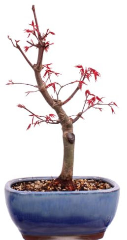 Bonsai - A. palmatum Deshojo, roter Fächerahorn aus Japan 226/07