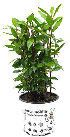 Lorbeer Pflanze, gewürzlorbeer, Laurus nobilis, im 15cm Topf