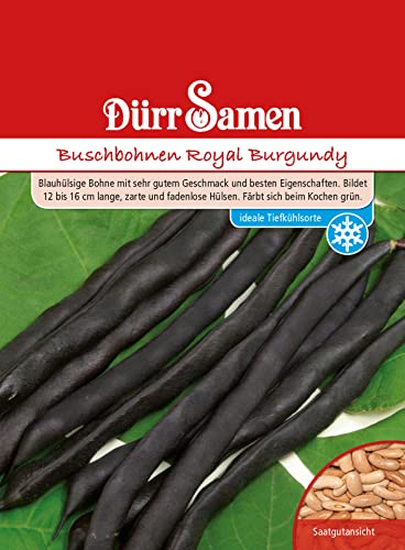 Dürr-Samen - Buschbohnen Royal Burgundy Saatgut