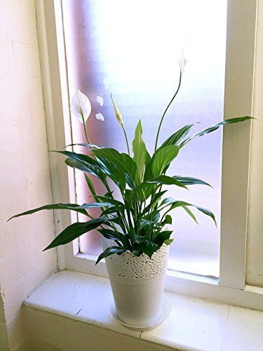 1 Easy Plants® Spathiphyllum Peace Lily Table Plant @ White Floral Pot & Saucer