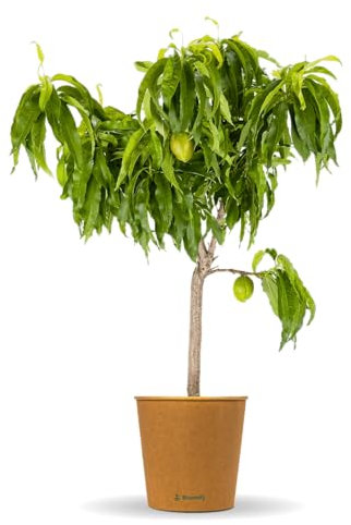 Bloomify® Nektarinenbaum Nena | 85 bis 95 cm großes winterhartes Nektarinenbäumchen | pflegeleichte Nektarine für Garten oder Topf | schöne Blüten, süße Früchte, selbstbestäubend