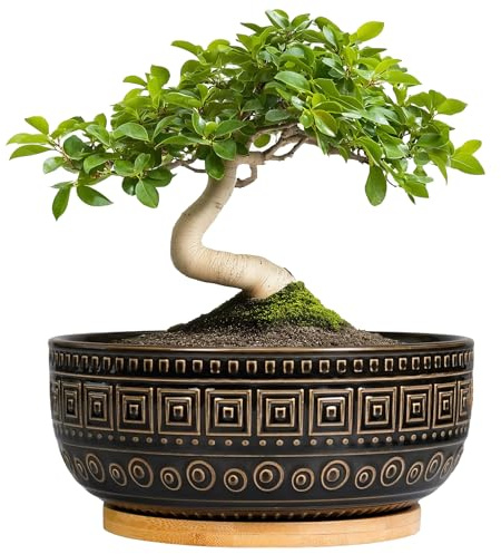 G EPGardening Bonsai Planter - 8 Inch Ceramic Succulent Pots with Drainage and Plant Saucer, Round Shallow Planter Bowl for Indoor Plants Flower, Boho Garden House Decor, Plant Lovers Gifts, Black