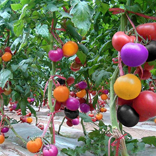nulala 100 Stücke Regenbogen Tomatensamen Organisches Obst Gemüse Pflanzensamen Pflanzen Hause Yard Decor