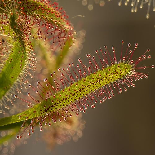 Easy Grow Seeds Sundew Drosera Capensis Narrow Leaf Rare Species Carnivorous House Plant 8 Seeds