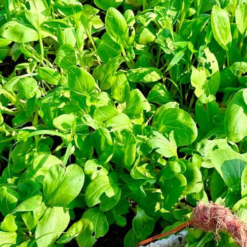 Pak Choi balcón de mostaza chinas - trepadoras resistentes en interior exóticas raras decoración 300Semillas