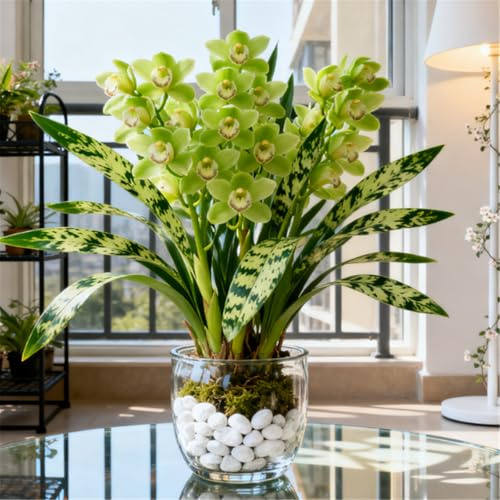 Orquídea Cymbidium Perenne y Resistente – Rizoma de Cymbidium – Decoración para Escritorio y Ventana-3 PCS-A