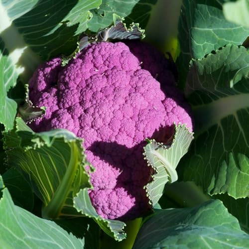 coliflor orgánica Camas elevadas el jardín semillas de coliflor Cultivo de trepadoras jardín perennes resistentes sostenibles semillas hortalizas 250semillas