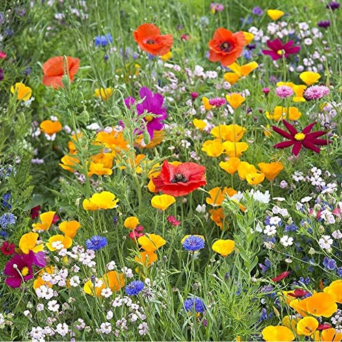 Wild Meadow Mixture Seeds – Bring The Countryside into Your Garden – Attracts Bees & Butterflies – Quick & Easy to Sow – for Your Beautiful Garden