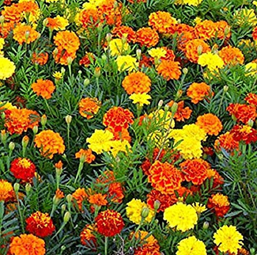 calendula, SPARKY MIX, calendula français, 50 graines