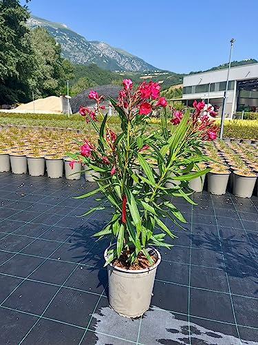 Nerium Oleander (OLEANDRO) (Rosso)