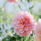 12 pcs dahlien knollen winterhart mehrjährig - winterharte kübelpflanzen dahlia dahlie pflanze, dahlien zwiebeln geschenke blumendeko blumen geschenk seltene pflanzen gartendeko für