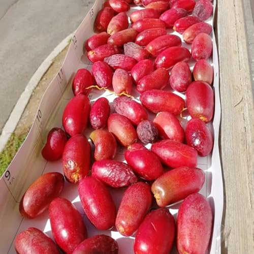 acquistare semi di palma da datteri di sapote, resistenti di palma da datteri decorazione, fresca, 25pcs