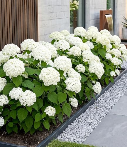 BALDUR Garten 3x Schneeball-Hortensie Annabelle, Pflanzen im 9x9 cm-Topf,