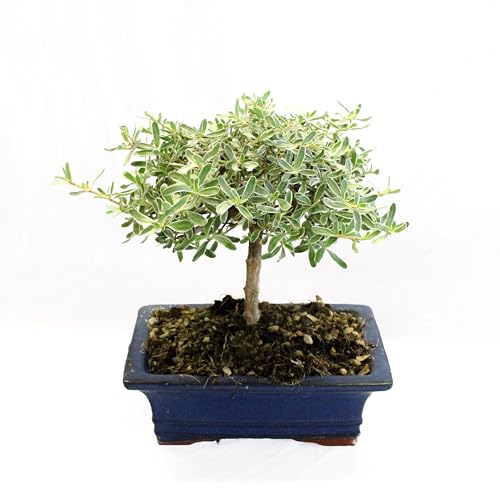 KENTIS - Bonsai Coprosma - Bonsai Vero - Piante Vere da Esterno - Vaso in Ceramica - H 20-25 cm Vaso Ø 19 cm