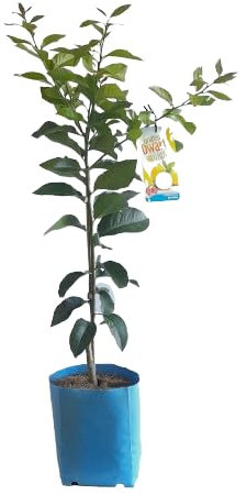 Limonero Natural Árbol Frutal Real Pon un Toque Mediterráneo en tu Espacio Verde