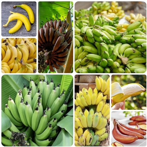 semi di banana di banano per gli amanti del giardino banane Coltivazione verdi, da appartamento da giardino perenni resistenti sostenibili appartamento per 60pcs