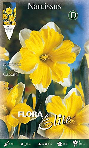 BULBI AUTUNNALI NARCISO SPLIT CORONA CASSATA CONFEZIONE DA 5 BULBI BULBS BULBES