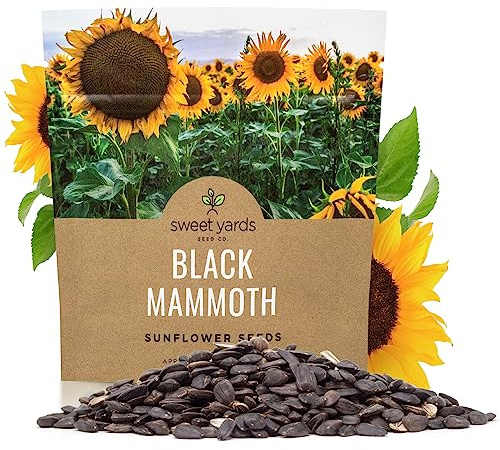 Black Mammoth Sunflower Seeds for Planting – Extra Large Packet – Over 250 Open Pollinated Non-GMO Flower Seeds – Helianthus annus