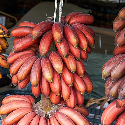 Bananensamen Seltene Rote Banane Samen Outdoor Ausdauernde Interessante Pflanzen Lecker Fruchtsamen FüR Heim Garten Winterharte Pflanzen FüR KüBel Frisches Obst 100 StüCke