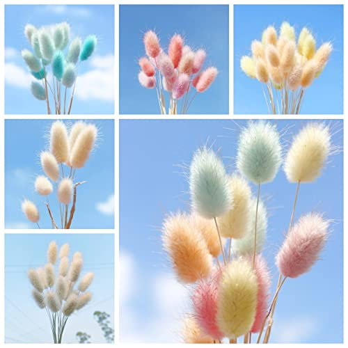 ziergräser winterhart (hasenschwanzgras samen - ziergras samen) bodendecker winterhart mehrjährig, garten geschenk, ziergräser winterhart immergrün -80 Stück (mischen)