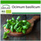SAFLAX - Ecológico - Albahaca - Dulce Genovesa - 800 semillas - Ocimum basilicum