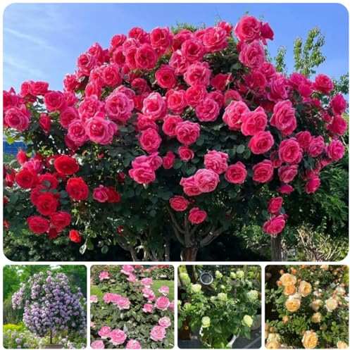 semillas de rosal resistente trepadoras, ornamentales, decoración rosal trepador resistentes y fragantes, 150pcs