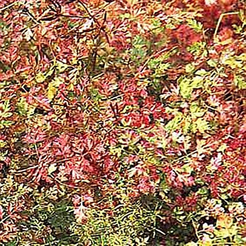 Herb Seeds - Chervil Curly Seeds