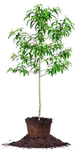 Santa Rosa Plum Tree 4-5ft