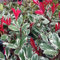 Pianta di PHOTINIA variegata LOUISE MECLARLOU cesp. h 70 cm VASO 18 FOTO REALE AMDGarden