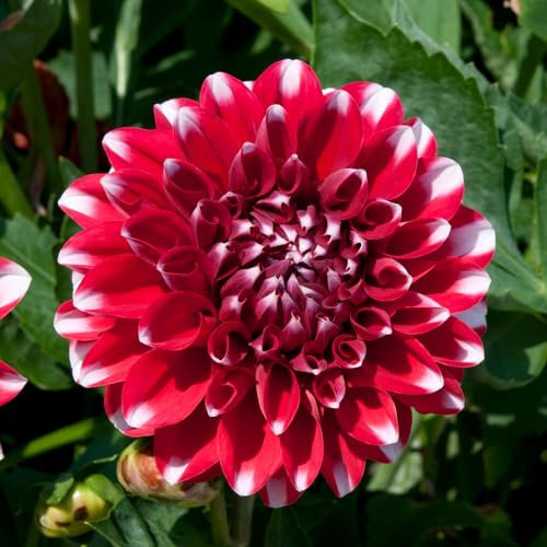 Dahlia Dalina Maxi Tampico - Vivid Pink-Red, White-Tipped Pompon Garden Flowers Ready to Plant - Flowering Summer Plants Garden Ready for Beds, Borders, and Pots - Dahlia Plants (3 litre pot, 20-30cm)