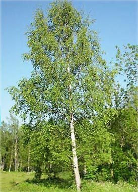 25 x Sandbirke (Betula pendula) 80 - 120 cm, Baum des Jahres 2000