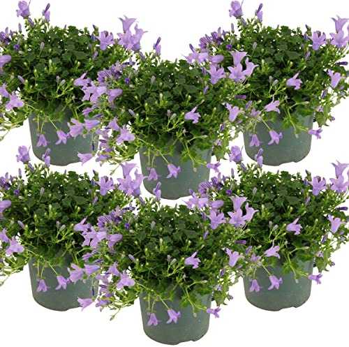 Bloomique - Set di 6 - Campanula Ambella Lavender - Campanula - Pianta Coprisuolo - Pianta da Giardino - Resistente al Freddo - Adatta agli Animali - Alte 10-20 cm - Vaso 10,5 cm