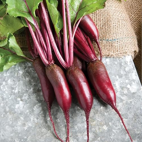 600 Cylindra Beet Seeds for Planting 14 Grams of Seeds Organic Non GMO and Heirloom Survival Vegetable Garden Bulk Seeds Danish Beet Beta vulgaris