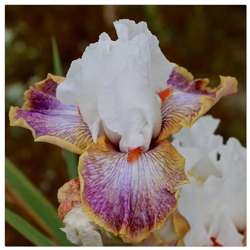 Iris-Zwiebeln,Winterharte Iriszwiebeln, Pflegeleicht,Robuste Gartenpflanzen,Langlebige Pflanzen,Üppige Blüten- 10 Zwiebeln