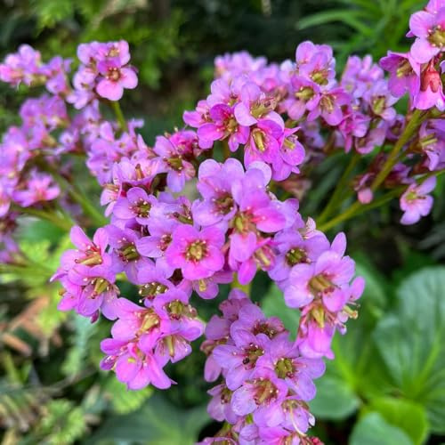 semillas de bergenia de jardín de rocas de resistentes de bergenia de para balcones, interior Jardín 60pcs