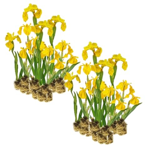 vdvelde.com - Gelbe Sumpfschwertlilie Iris Pseudacorus - Für ca. 2,5 m² - 30 lose Filterpflanzen - Für Teichpflanzenfilter - Winterharte Teichpflanzen - Van der Velde Wasserpflanzen