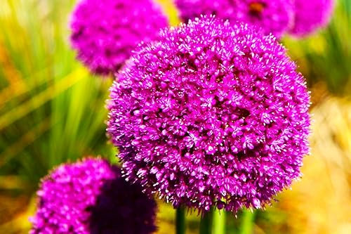 CSL sunrise Riesen Zierlauch Allium Gladiator 5x Frische große Blumenzwiebeln, stark duftend, bis 150cm Höhe, purpurfarbene Blütenbälle,winterhart und mehrjährig, bienenfreundlich