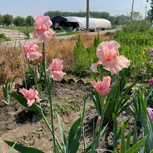 Schwertlilien, geschenke für gartenfreunde IrisZwiebeln, balkongarten dekoblumen gartengeschenke balkon 2Zwiebeln