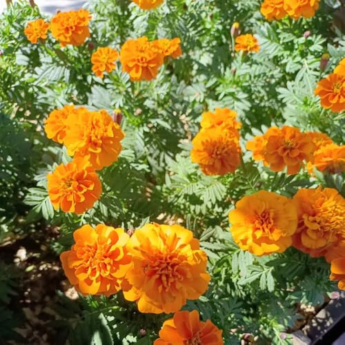 semi di tagetes, tagete, resistenti all'esterno di calendula di selvatici, aiuole rialzate rare, decorazione soggiorno 300pcs