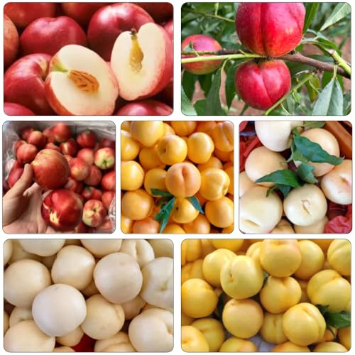 Nektarinenbaum winterharte kübelpflanzen gartenpflanzen obstbäume obstpflanzen pflanzensamen säulenobstbäume pflanzenkübel topfpflanzen balkon garten kräutersamen wildkräuter hochbeet 15samen