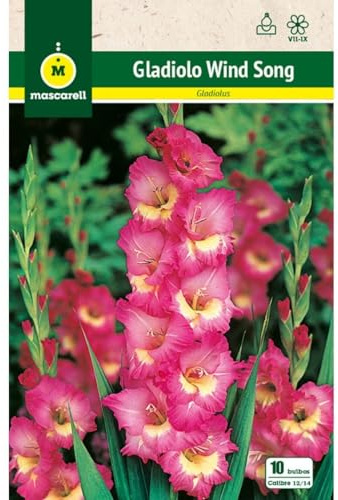 Mascarell Semillas, GLADIOLO WIND SONG, Semillas Bulbosas, Bulbos de Flores Primavera Fácil de Cultivar, Bolsa 10 Bulbos